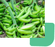 Unripe Plantains
